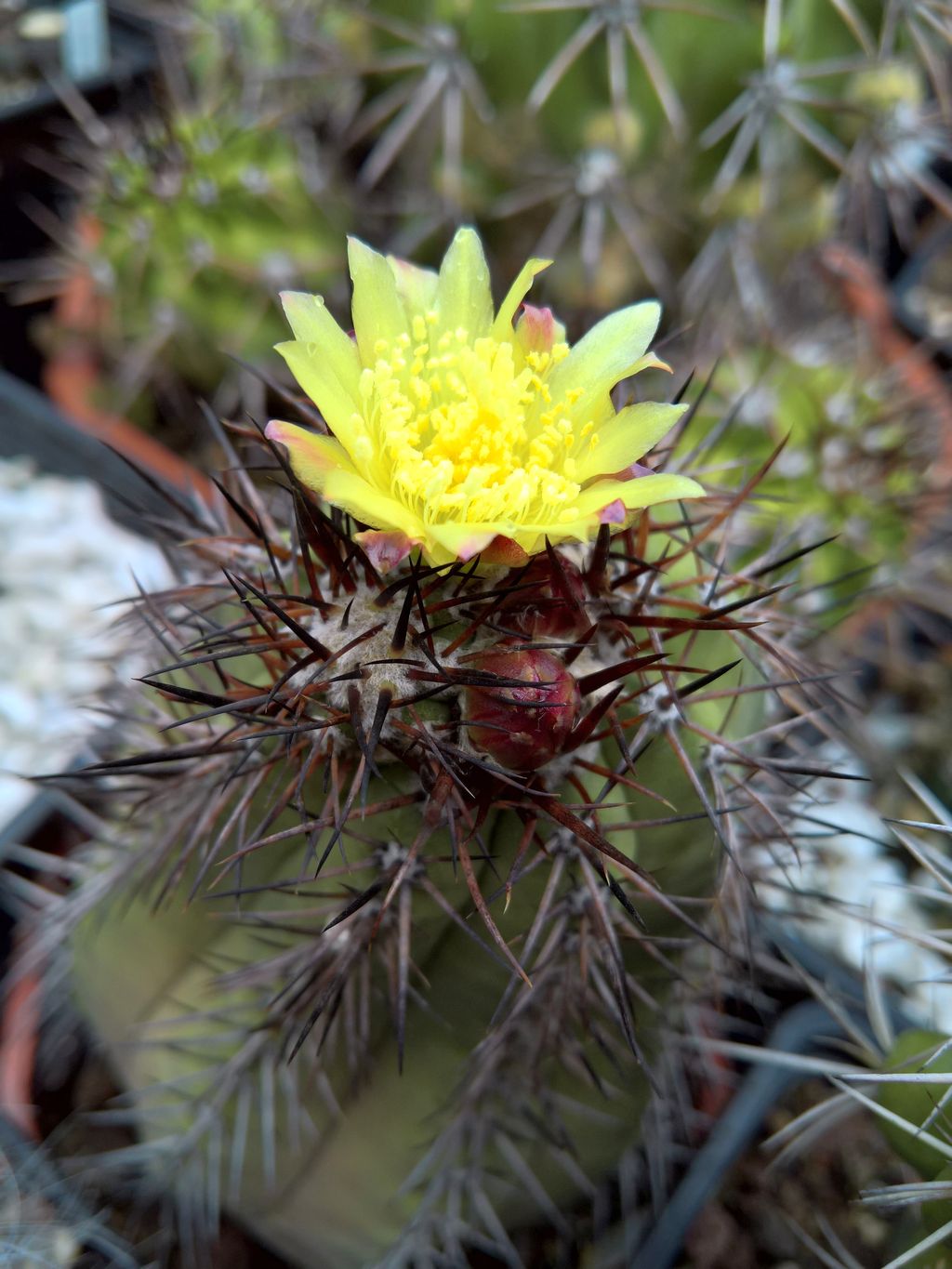 Copiapoa cinerea